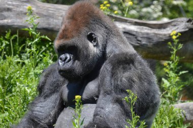 Goril dışında oturan