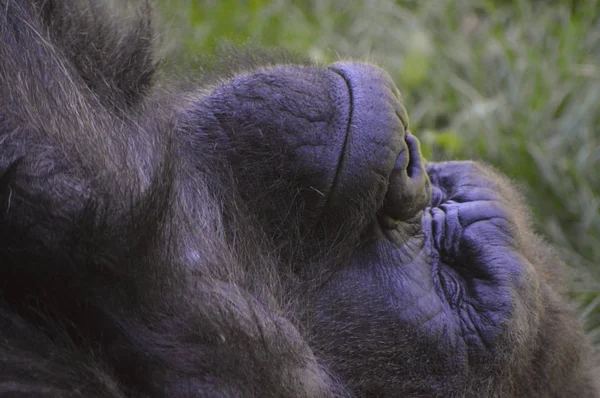 A Male Gorilla — Stock Photo, Image