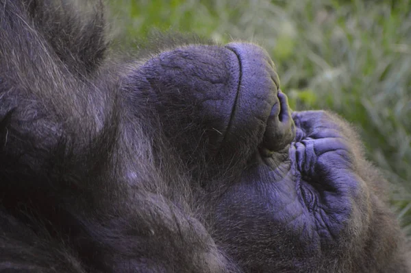 Ein männlicher Gorilla — Stockfoto