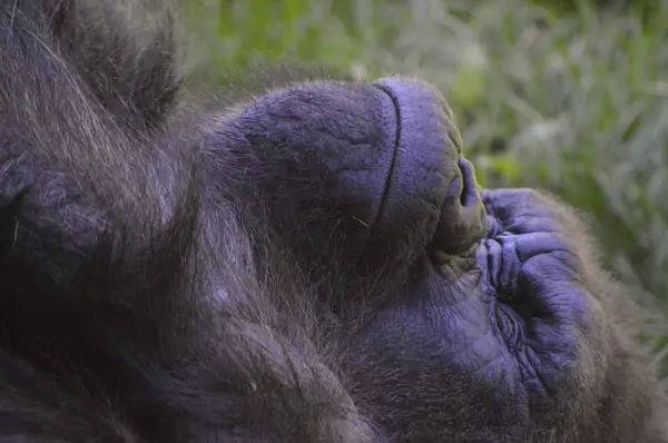 Um Gorila Masculino — Fotografia de Stock