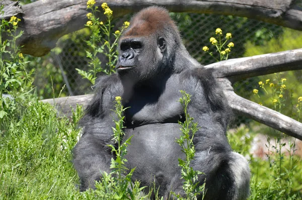 Gorila sentado do lado de fora — Fotografia de Stock