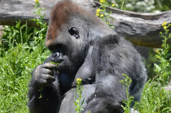 Gorilla ül kívül — Stock Fotó