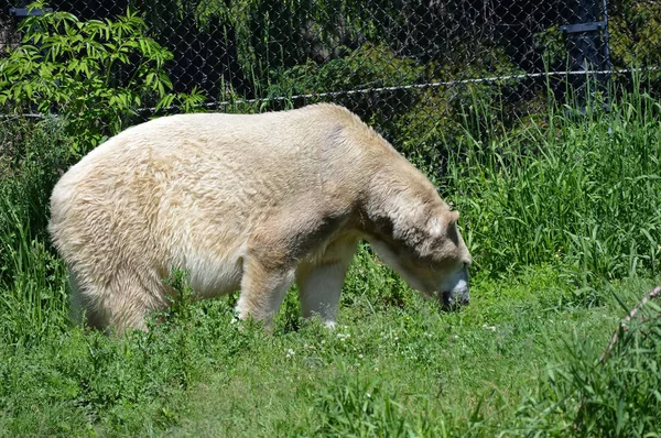 Полярный медведь — стоковое фото