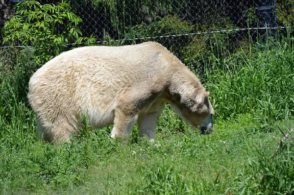 Un oso polar —  Fotos de Stock