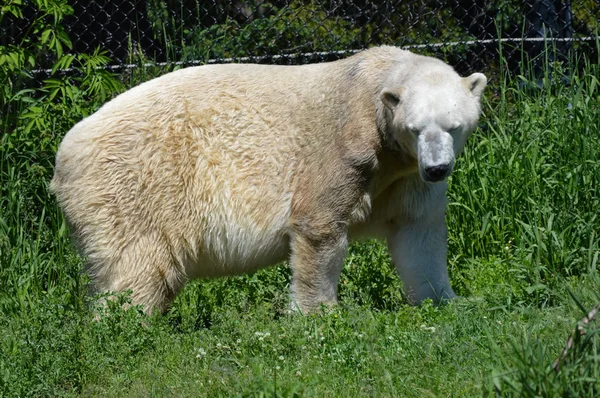 Μια πολική αρκούδα — Φωτογραφία Αρχείου