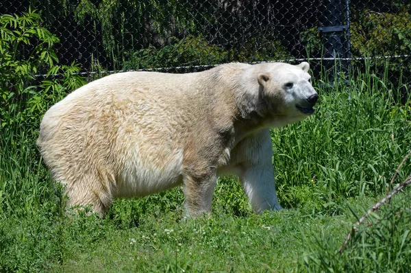 Un oso polar —  Fotos de Stock