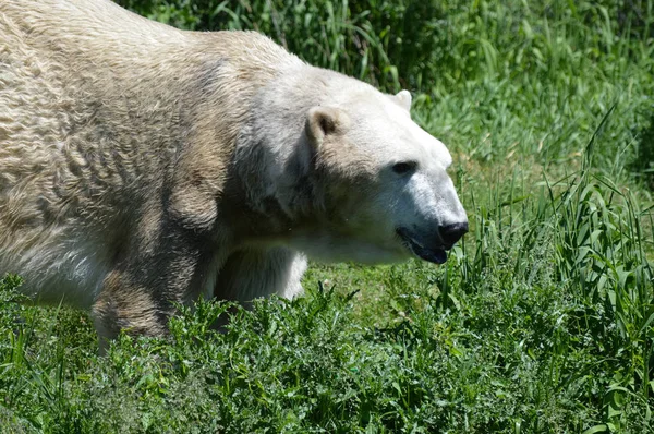 Un orso polare — Foto Stock