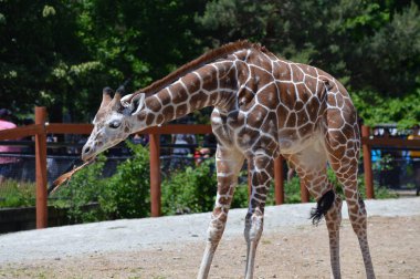Meraklı bir zürafa