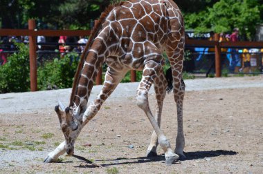 Meraklı bir zürafa