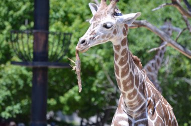 Meraklı bir zürafa