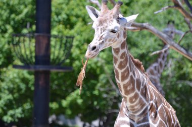 Meraklı bir zürafa