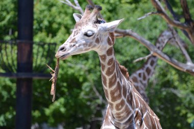 Meraklı bir zürafa