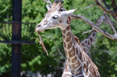 Meraklı bir zürafa