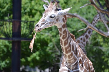 Meraklı bir zürafa