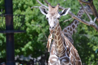 Meraklı bir zürafa
