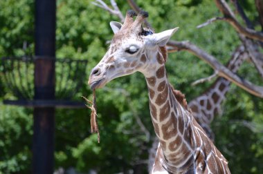 Meraklı bir zürafa