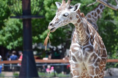 Meraklı bir zürafa