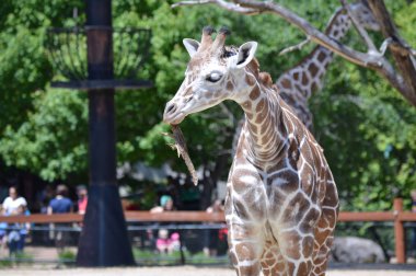 Meraklı bir zürafa