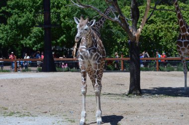 Meraklı bir zürafa