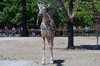 Meraklı bir zürafa