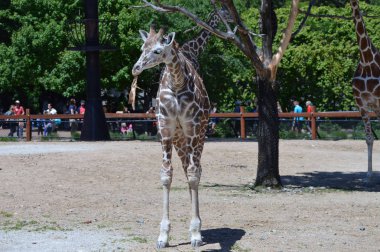 Meraklı bir zürafa
