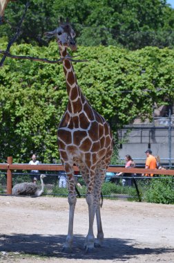 Meraklı bir zürafa