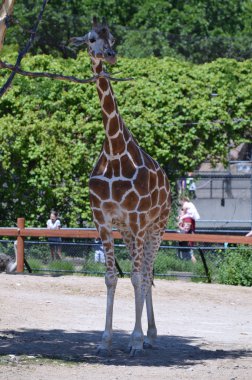 Meraklı bir zürafa