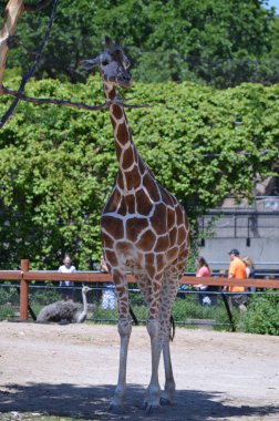 Meraklı bir zürafa