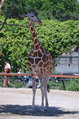 Meraklı bir zürafa