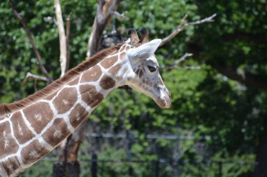 Meraklı bir zürafa