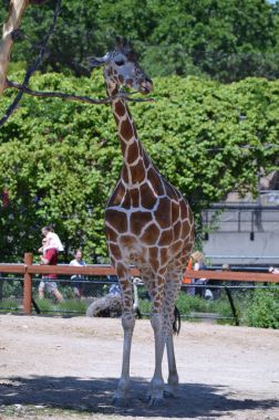 Meraklı bir zürafa