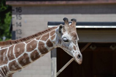 Meraklı bir zürafa