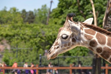 Meraklı bir zürafa