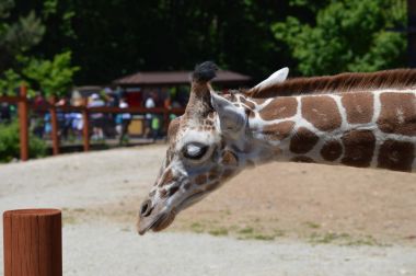 Meraklı bir zürafa