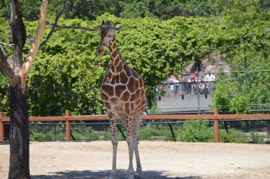 Meraklı bir zürafa