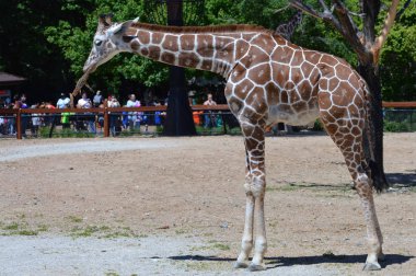 Meraklı bir zürafa