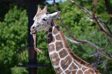 Meraklı bir zürafa
