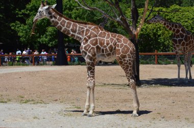 Meraklı bir zürafa