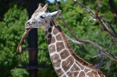 Meraklı bir zürafa