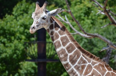 Meraklı bir zürafa