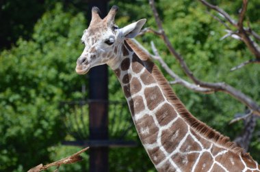 Meraklı bir zürafa