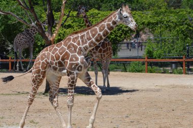 Meraklı bir zürafa