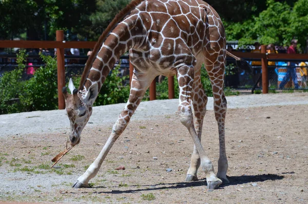 Цікаво Giraffe — стокове фото