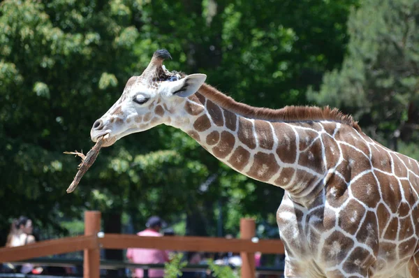 Meraklı bir zürafa