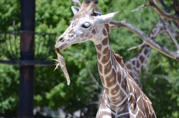Uma girafa curiosa — Fotografia de Stock