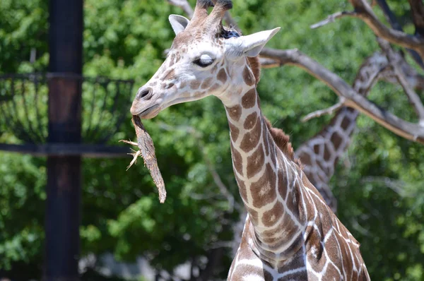 Eine neugierige Giraffe — Stockfoto