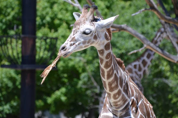 Meraklı bir zürafa