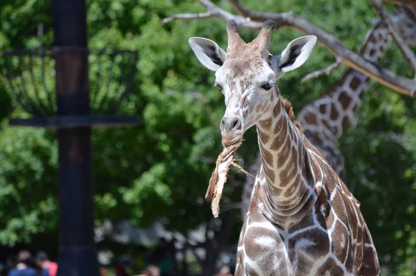 Meraklı bir zürafa