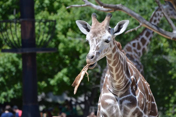 Цікаво Giraffe — стокове фото