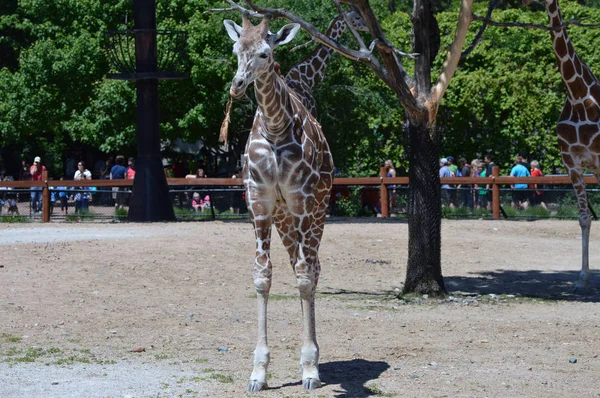 Meraklı bir zürafa